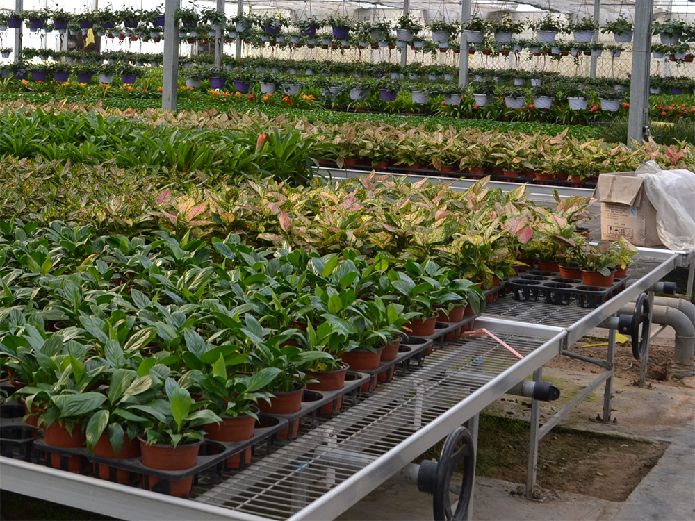 苗床網(wǎng)片 苗床網(wǎng)片